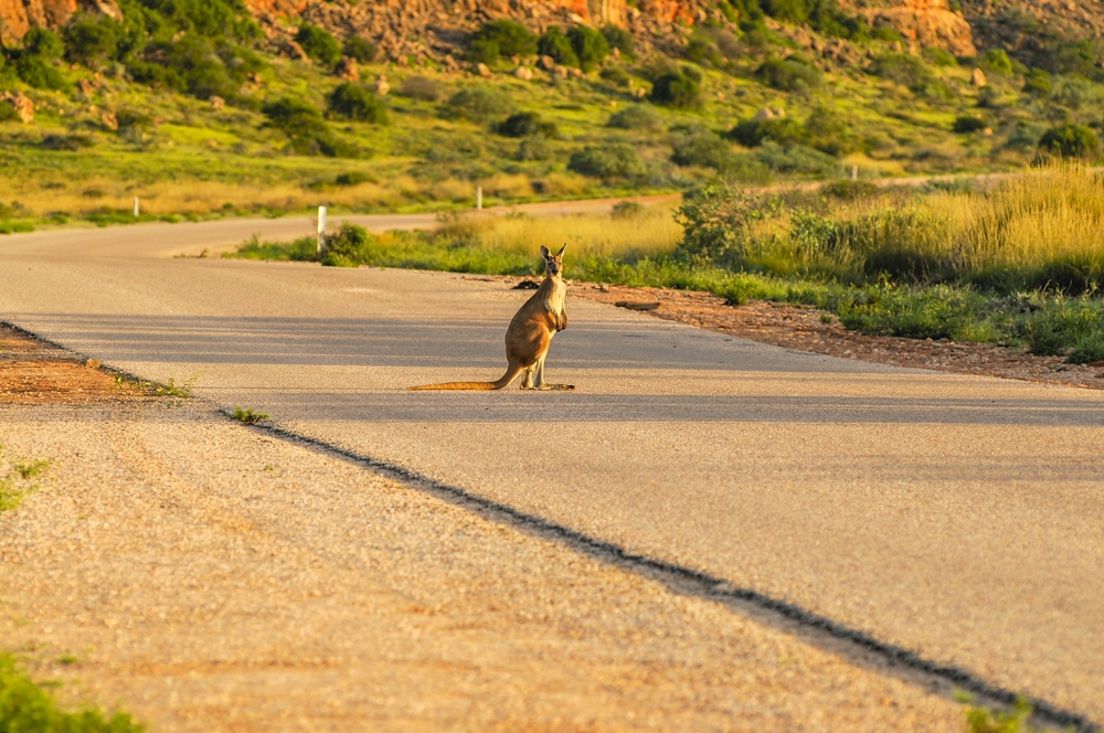 Podczas road tripu w Australii trzeba uważać na kangury wyskakujące na drogę